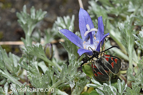 Foto: Alpen-Widderchen (Zygaena exulans) auf Mont Cenis-Glockenblume (Campanula cenisia). Flügel geschlossen. Ansicht von vorne.