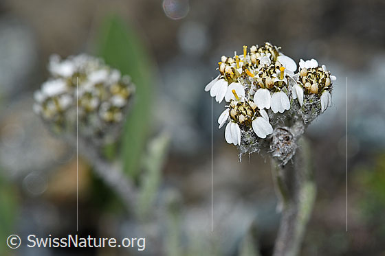 Photo: Achillea nana. Inflorescence.