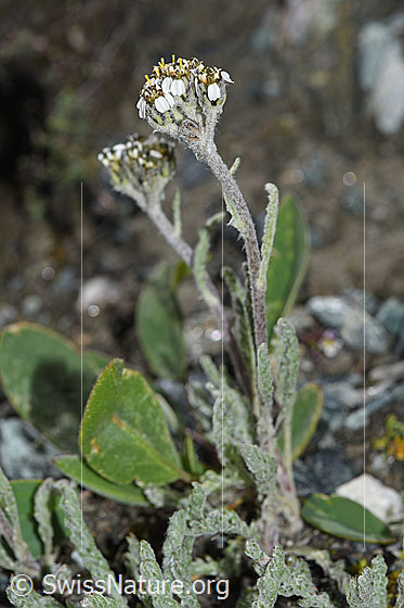 Photo: Achillea nana. Whole plant (habiti).