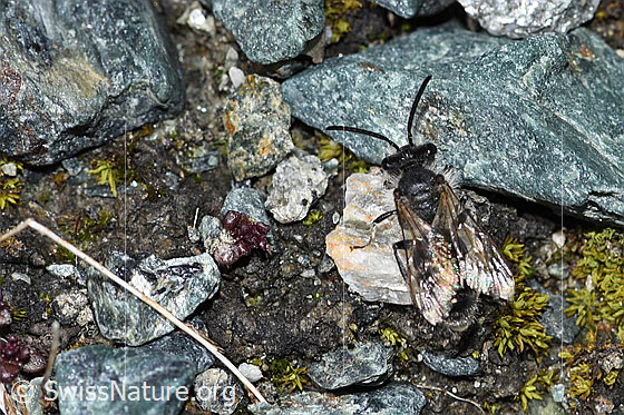 Foto: Wahrscheinlich Gewöhnliche Zwergsandbiene (Andrena minutula) Länge 5 - 7mm. Ansicht von oben.