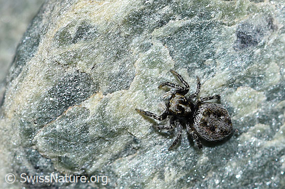 Photo: Probably Attulus longipes. Female. Length: 5mm. View from above.