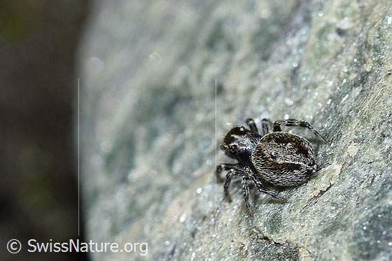 Photo: Probably Attulus longipes. Female. View from behind.