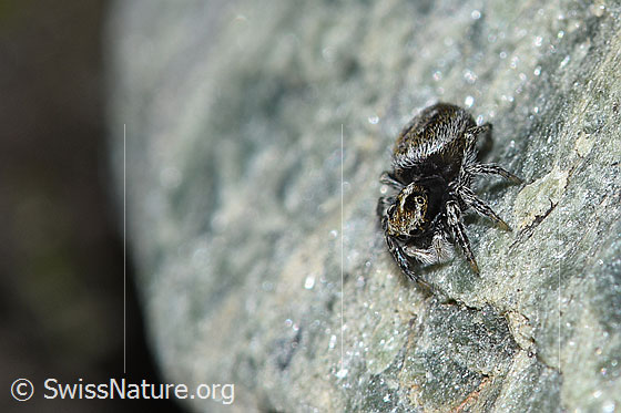 Photo: Probably Attulus longipes. Female. View from diagonally above.