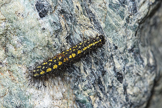 Foto: Raupe des Gelben Alpen-Flechtenbärs (Setina aurita). Ansicht von schräg oben.