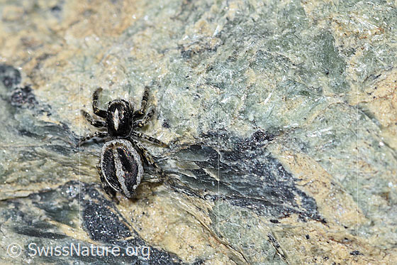 Photo: Probably Attulus longipes on rock. Male. View from above.
