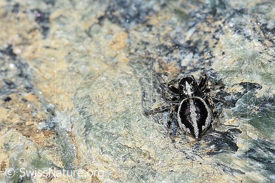 Photo: Probably Attulus longipes on rock. Male. View from behind.