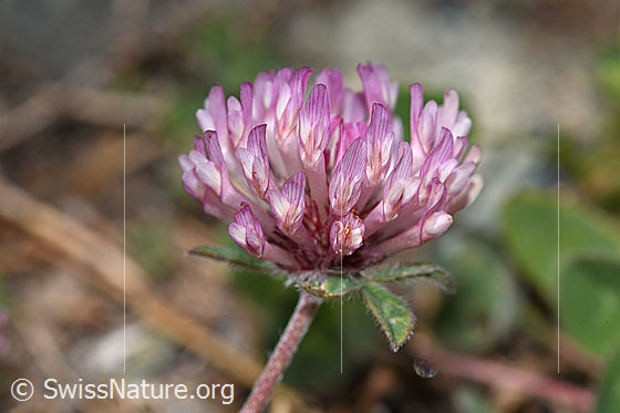 Photo: Trifolium pratense ssp. Nivale. Blossom.