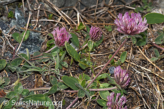 Photo: Trifolium pratense ssp. Nivale. Whole plant (habiti).