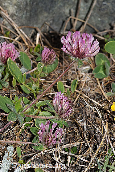Photo: Trifolium pratense ssp. Nivale. Whole plant (habiti).