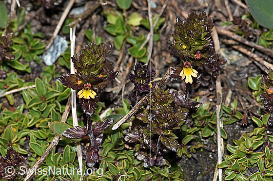 Photo: Euphrasia minima. Whole plant (habiti). View from diagonally above.