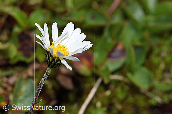 Photo: Leucanthemopsis alpina. Blossom. View from the side above.