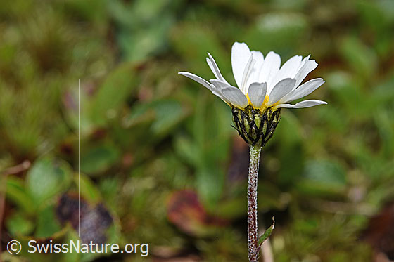 Photo: Leucanthemopsis alpina. Blossom. View from the side.