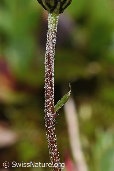 Photo: Leucanthemopsis alpina. Stem.