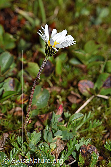 Photo: Leucanthemopsis alpina. Whole plant (habiti).