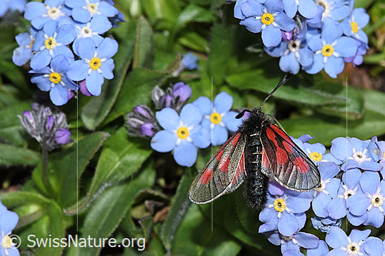 Foto: Alpen-Widderchen (Zygaena exulans) auf Alpen-Vergissmeinnicht (Myosotis alpestris). Flügel geöffnet. Ansicht von oben.