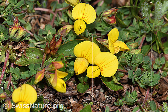 Foto: Alpen-Hornklee (Lotus alpinus). Blüten.