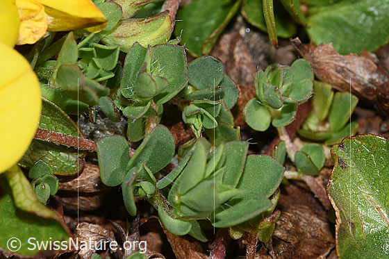 Foto: Alpen-Hornklee (Lotus alpinus). Stängel und Blätter.