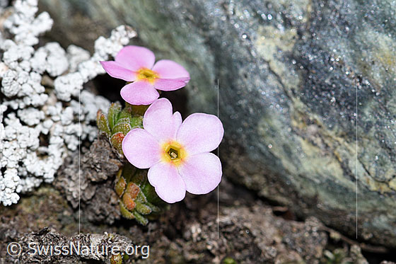 Foto: Alpen-Mannsschild (Androsace alpina). Blüte und Blätter. Ansicht von schräg oben.