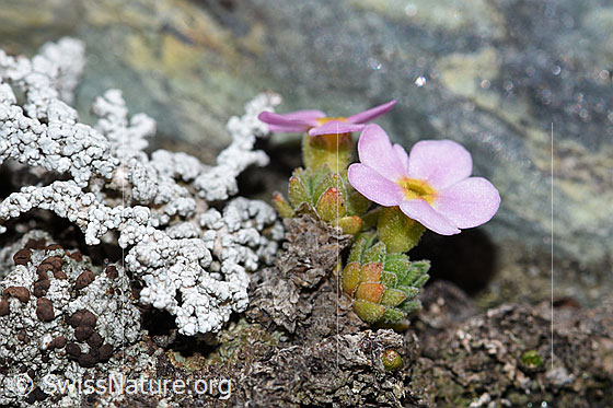 Photo: Androsace alpina. Whole plant (habiti). View from the side.
