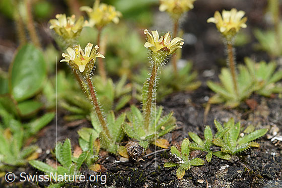 Séguiers Steinbrech (Saxifraga seguieri)