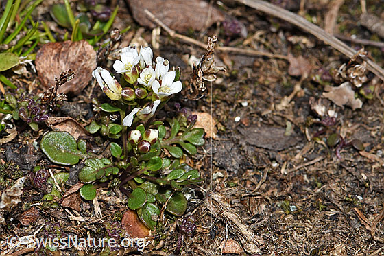 Photo: Pritzelago alpina ssp. Brevicaulis. Whole plant (habiti).
