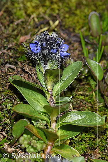 Foto: Alpen-Ehrenpreis (Veronica alpina). Ganze Pflanze (Habitus).