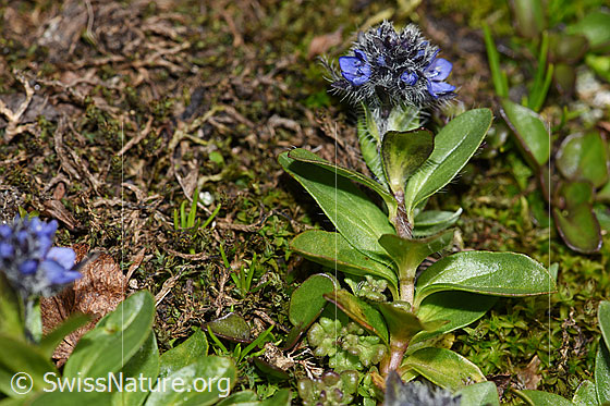 Foto: Alpen-Ehrenpreis (Veronica alpina). Ganze Pflanze (Habitus).
