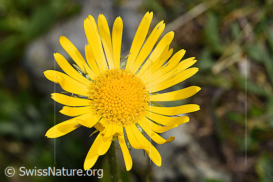 Clusius Gämswurz (Doronicum clusii)