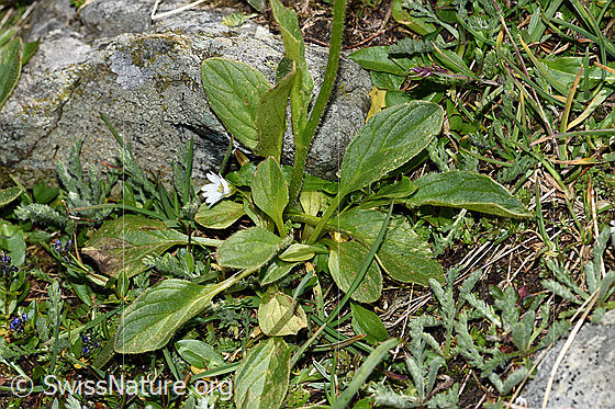 Photo: Doronicum clusii. Leaves and stem.