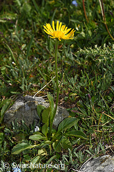 Foto: Clusius Gämswurz (Doronicum clusii). Ganze Pflanze (Habitus).