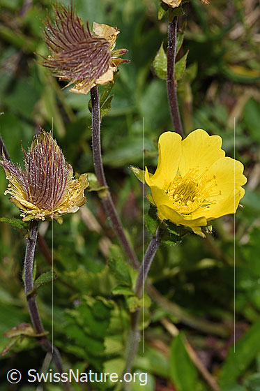 Foto: Kriechende Berg-Nelkenwurz (Geum reptans). Blüte, blühend und verblüht.