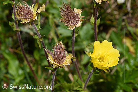 Photo: Geum reptans. Blossoms, blooming and faded.