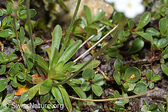 Photo: Androsace obtusifolia. Leaf rosette and leaves.