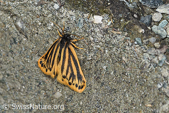 Photo: Setina aurita. View from above.
