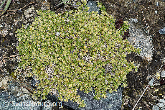 Photo: Herniaria alpina. Whole plant (habiti).