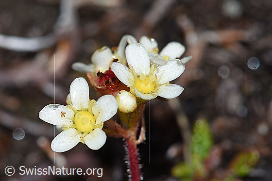 Photo: Probably Saxifraga paniculata. Blossoms.