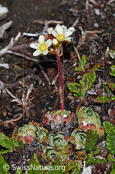 Photo: Probably Saxifraga paniculata. Whole plant (habiti). Height: only 3cm.
