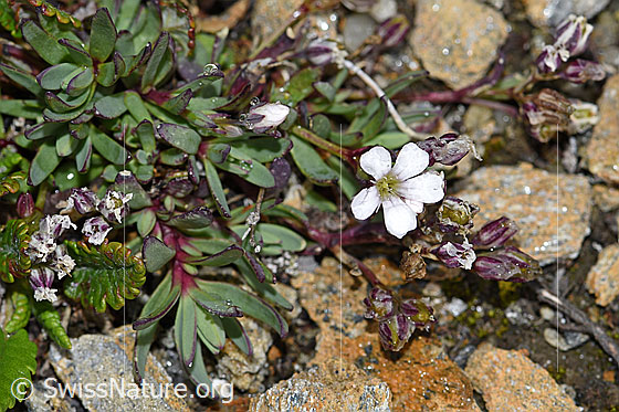 Foto: Wahrscheinlich Kriechendes Gipskraut (Gypsophila repens). Blüte und Blätter.