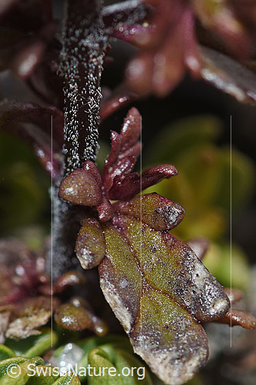 Photo: Euphrasia minima. Stem and leaf.