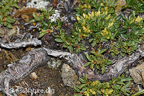 Photo: Probably Salix serpillifolia. Fruits, leaves and roots.