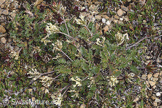Foto: Alpen-Spitzkiel (Oxytropis campestris). Ganze Pflanze (Habitus).