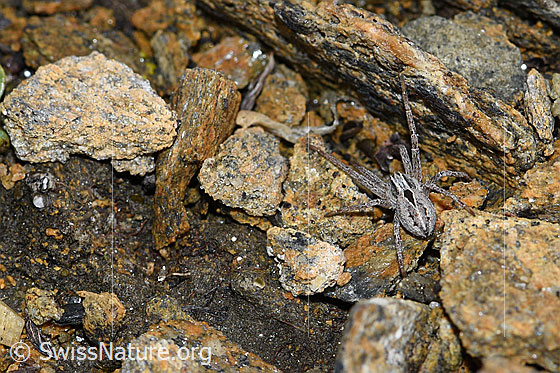 Foto: Wahrscheinlich Thanatus coloradensis (= T. alpinus). Weibchen.
Körpergrösse: 7mm. Ansicht von oben.