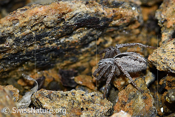 Photo: Probably Thanatus coloradensis (= T. alpinus). Female.
Body length: 7mm. View from the side.