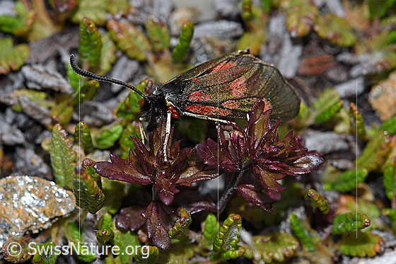 Foto: Alpen-Widderchen (Zygaena exulans) an Zwerg-Augentrost (Euphrasia minima). Das Widderchen wurde von mehreren roten Milben befallen. Ansicht von der Seite.