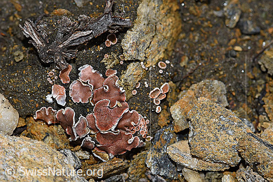 Foto: Wahrscheinlich Rotschuppe (Psora decipiens).