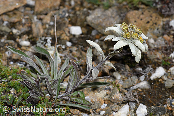 Photo: Leontopodium alpinum. Whole plant (habiti).