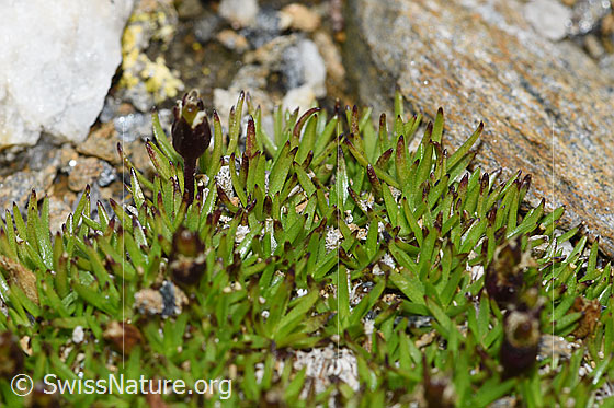 Photo: Silene acaulis. Faded flowers and leaves.