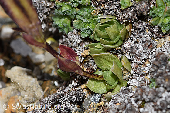 Photo: Gentiana schleicheri. Leaves and stem.