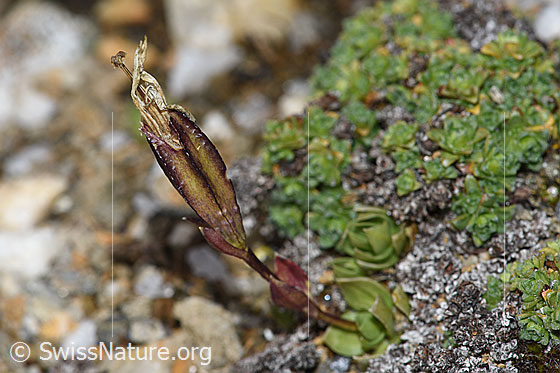 Photo: Gentiana schleicheri. Whole plant (habiti). Faded.