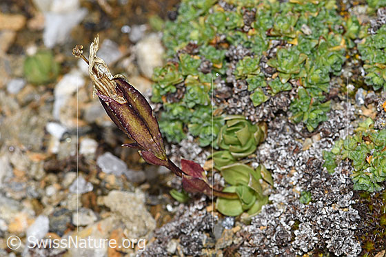 Photo: Gentiana schleicheri. Whole plant (habiti). Faded.